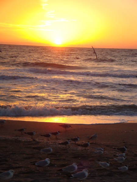Gulls at Sunset Turtle Beach