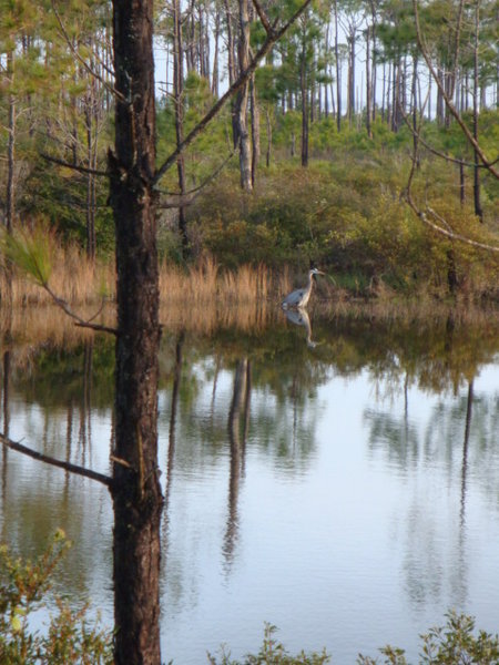 Heron in Alligator Pond