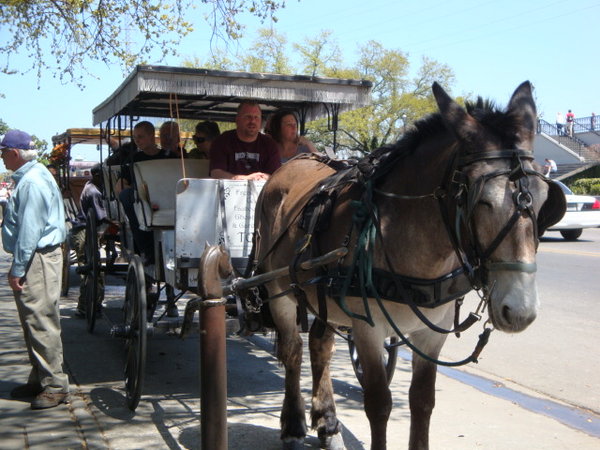 Mules Pull Wagonloads of Tourists in the French Quarter