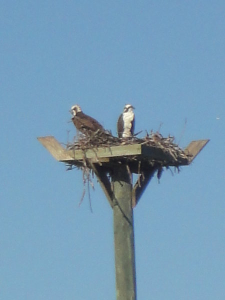 Pair of Nesting Osprey