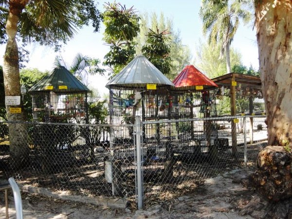Tropical Birds at Periwinkle Park