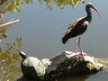 Turtle and Glossy Ibis (I think)