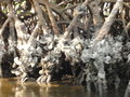 Oyster Beds on Mangrove Roots