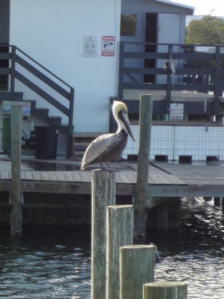 Pelican and Groups of Four