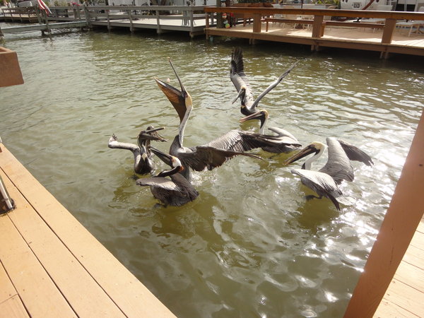 The Dance of the Pelicans at the Cleaning Station