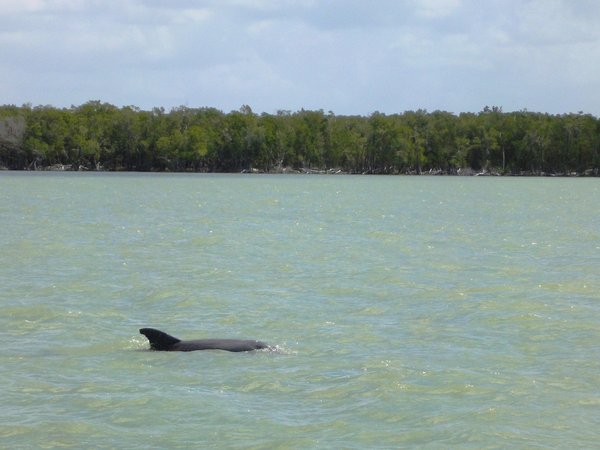 Dolphin Sighted From Tour Boat