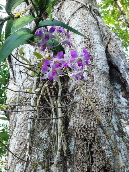 Flora Too - Orchids Grow Wild