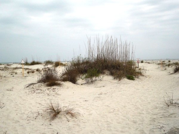 Beautiful Dunes - Protected Vegetation