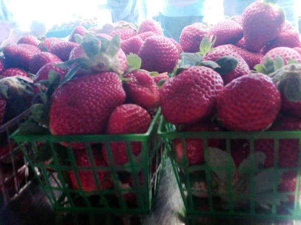 Plant City Strawberries