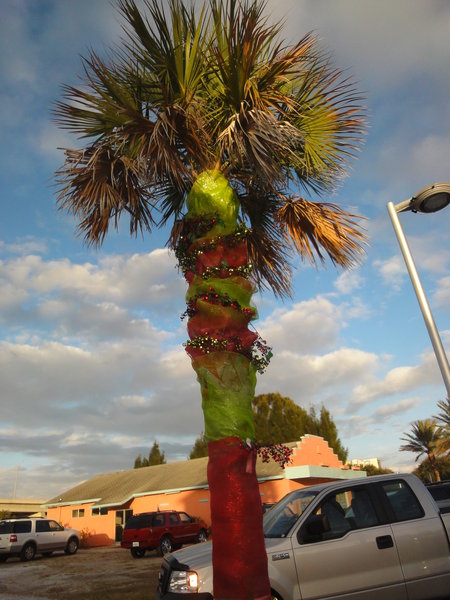 Palm Tree Decorated for Christmas
