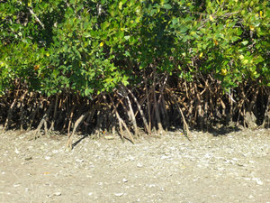 Mangroves Protect the Shorline Bokeelia