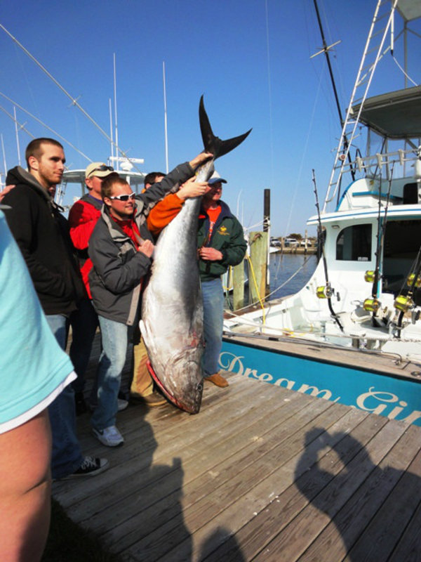 375 lb 87 inch Tuna Caught by a Charter Crew on "Dream Girl"