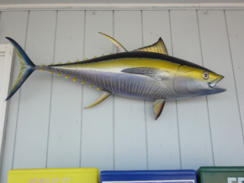 Yellow Fin Tuna at the Ship's Store Oregon Inlet