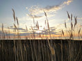 Sea Oats & Clouds Outer Banks Sunset