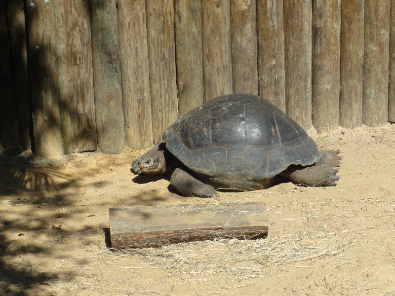 Galapago Tortoise 