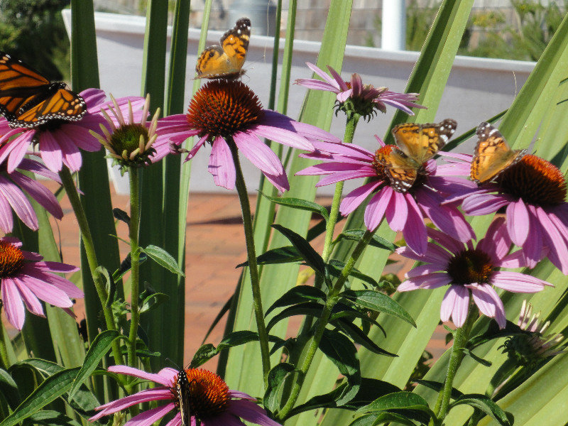 Monarchs in the Cone Flowers