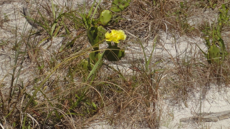 Caladisi Island Cacti 