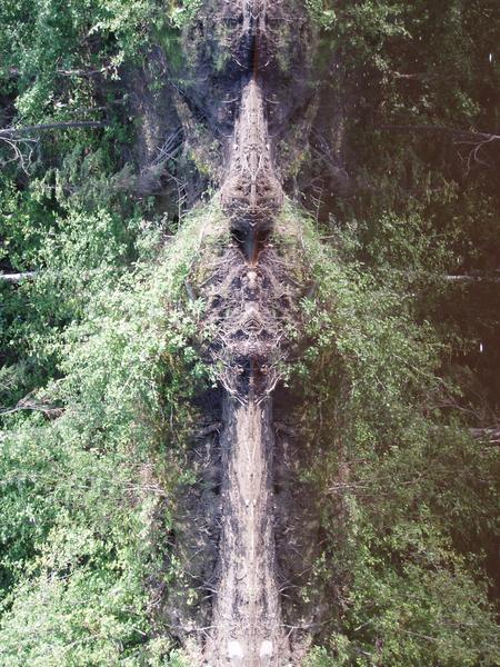 face of the forest