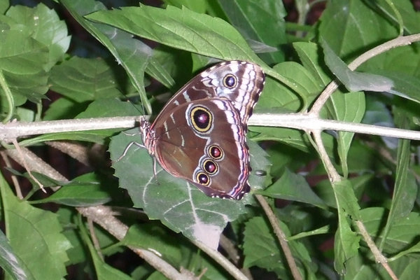 Butterfly in the "Secret Garden" at Museo Nacional - San José, Costa Rica