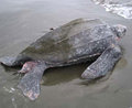 Web Photos: Tortuguero Beach (Playa Tortuguero) Leatherback Sea Turtle