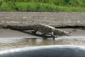 Tortuguero River Crocodile (Cocodrilo del Río del Tortuguero)