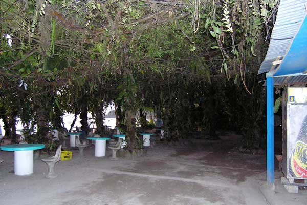 Manuel Antonio beach restaurant under a natural canopy