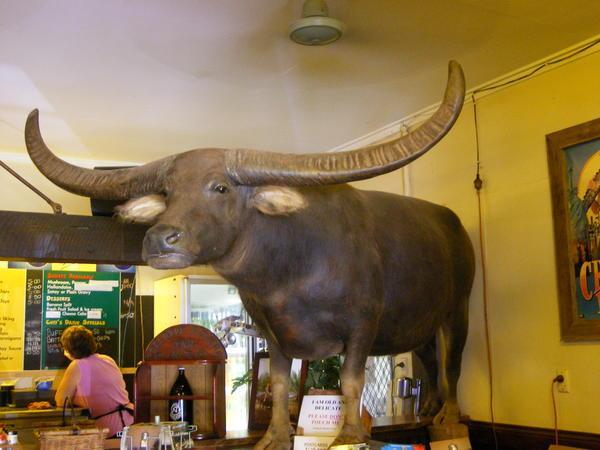 Big Bull @ Adelaide River