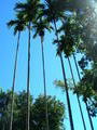 Darwin Palm Trees