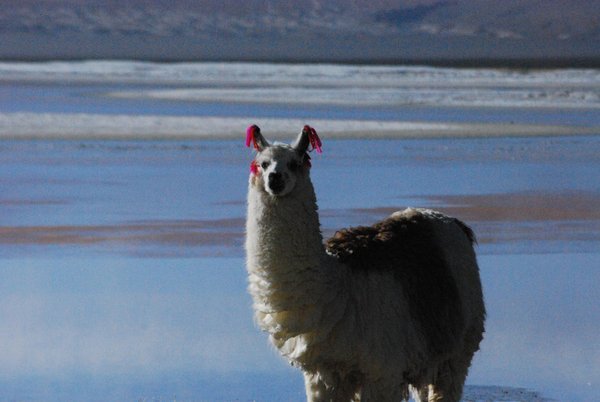 Lama auf dem Weg nach Uyuni