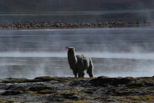 weiteres Lama auf dem Weg nach Uyuni