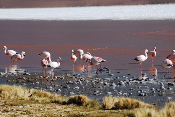 Flamingos on the way to the salt flats