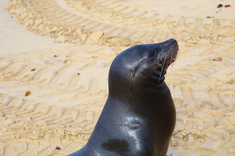 zSeaLion