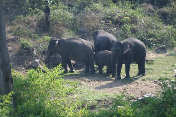 Ooty -- Elephant Park
