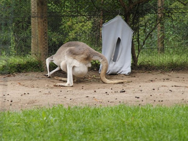 Pregnant Kangaroo