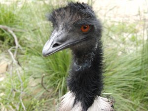 Emu up close and personal