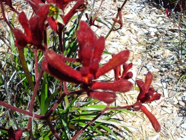 Soft velvety flower called, Kangaroo Paw native to Australia
