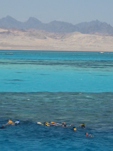 Snorkeling the Red Sea