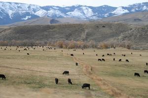 Wyoming Cattle