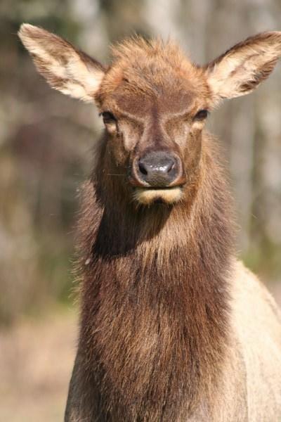 Elegant Elk