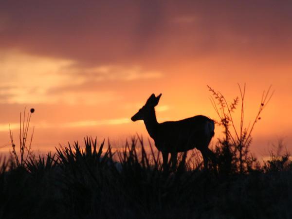 Mule Deer at Mesa Verde