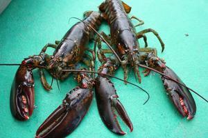 Lobsters, Uncooked