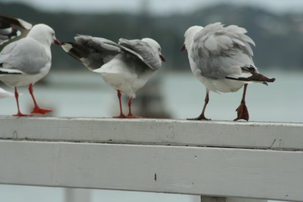 Just some "Sea Gulls"