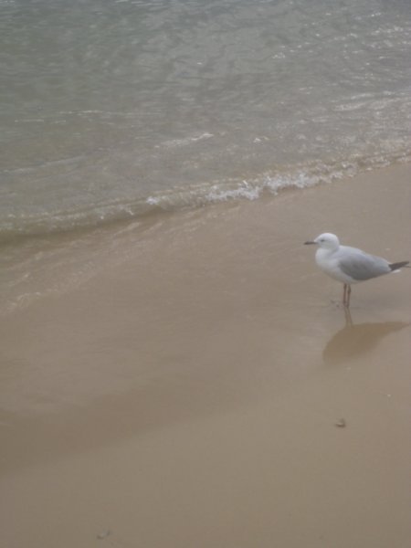Another Seagull!