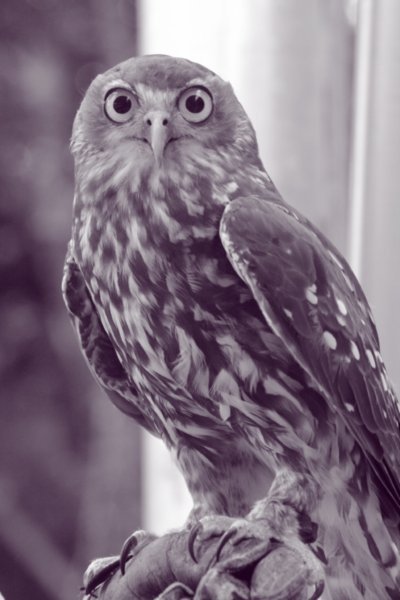 Barking Owl