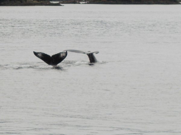 Humpback Whales Diving III