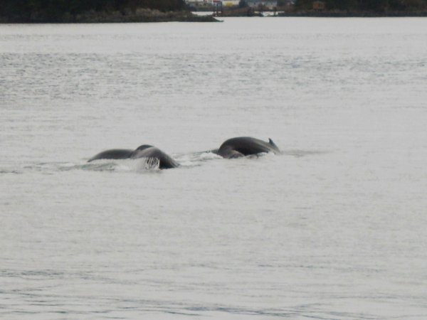 Humpback Whales Diving II