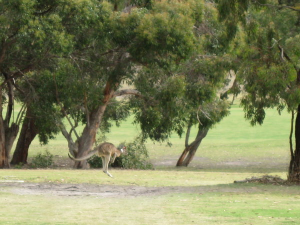 Roo in its natural habitat (golf course)