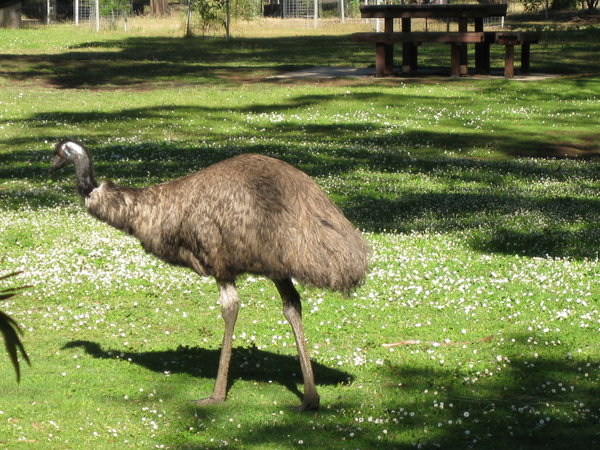 Emu in its natural habitat (campsite)