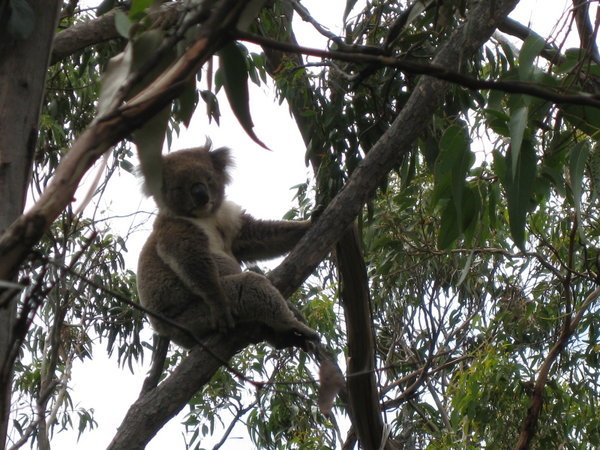 Koala in its natural habitat (campsite)