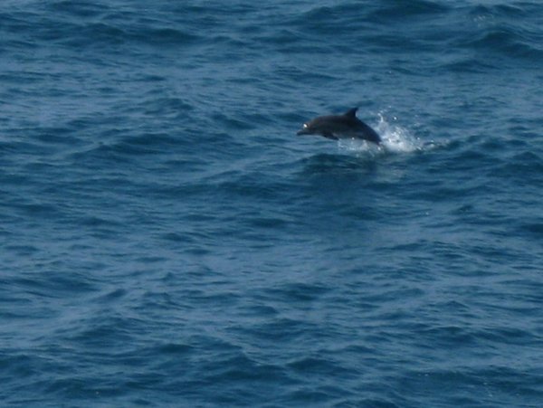 Dolphins across the Black Sea